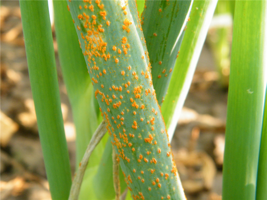 hebanbing.jpg hebanbing.jpg