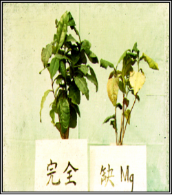 缺镁2.png 缺镁2.png