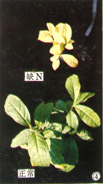 缺氮2.png
