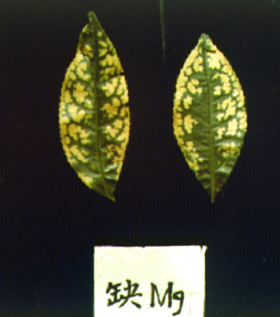 缺镁1.png 缺镁1.png