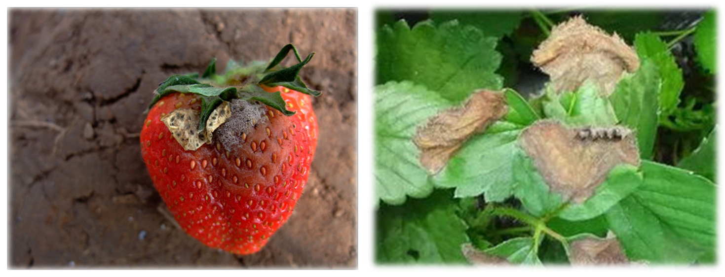 草莓灰霉病.png