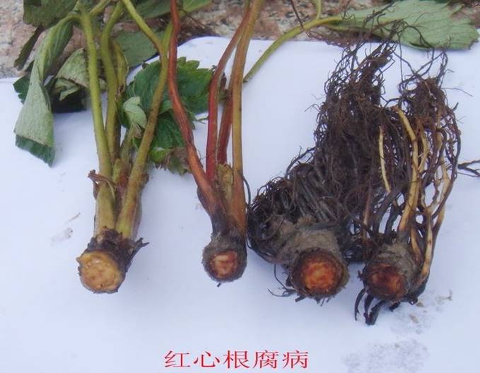 草莓根腐病.jpg 草莓根腐病.jpg