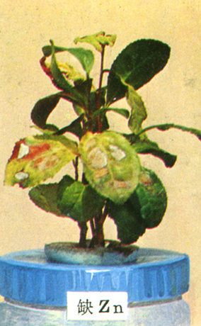 缺锌.png